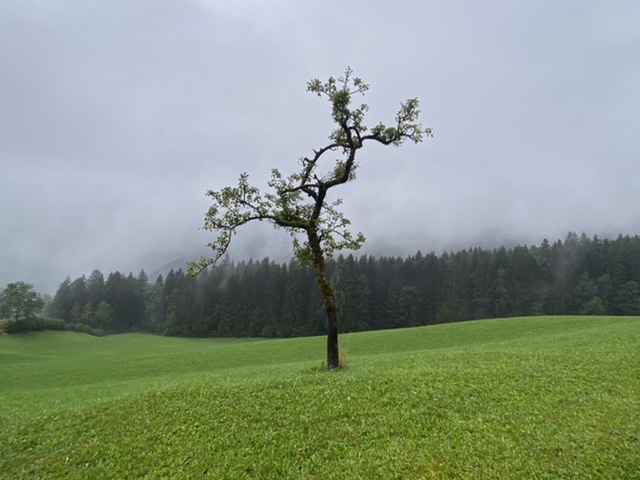 Baum