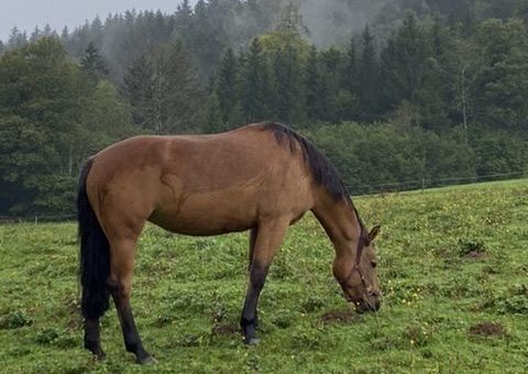 Pferd