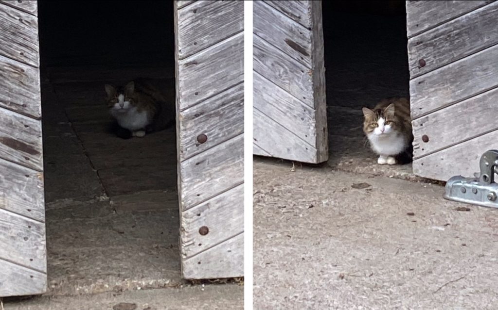 Katze